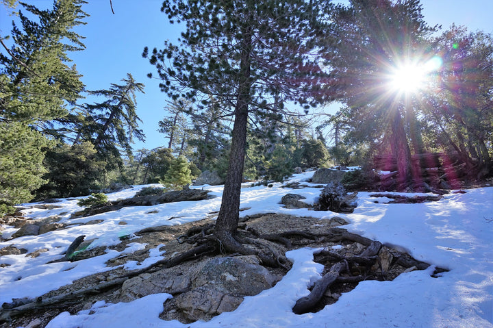 Idyllwild Winter Weather Preparedness