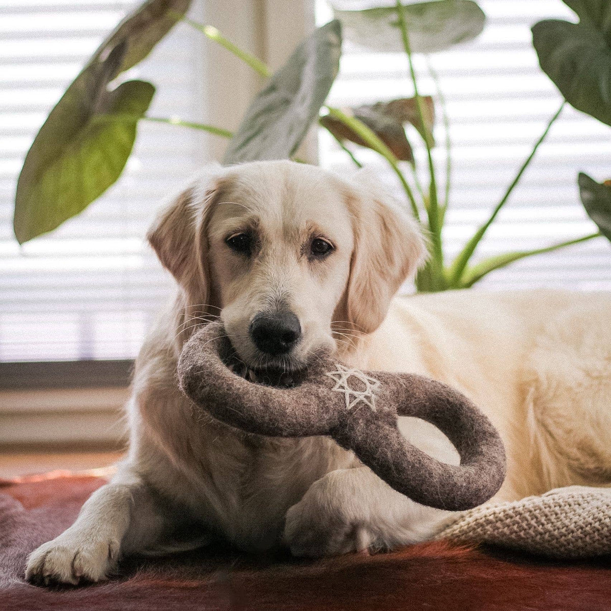 Alchemy Creation Infinity Ring - All-Natural Wool Dog Toy