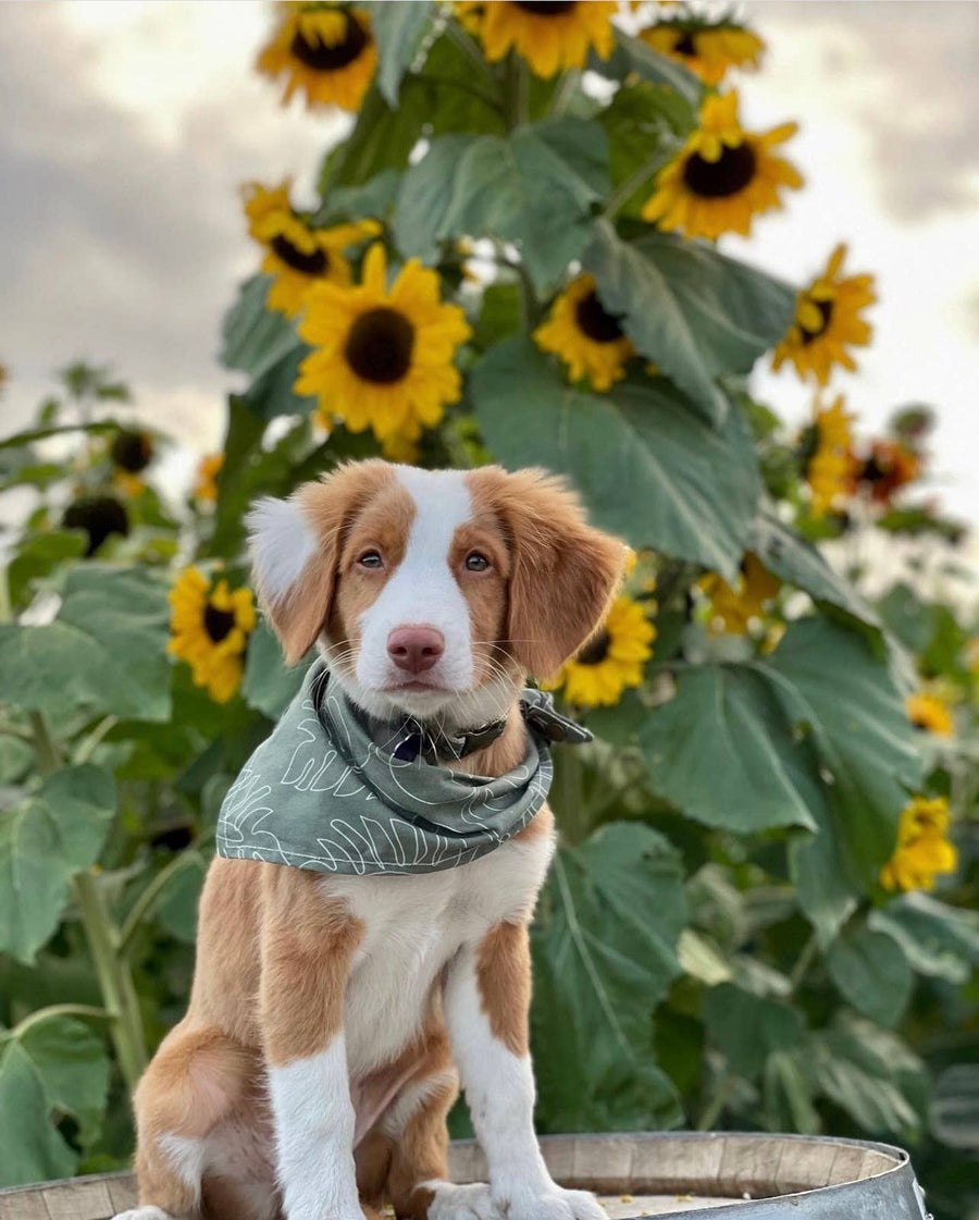 Monstera  | Dog Bandana: Various Sizes