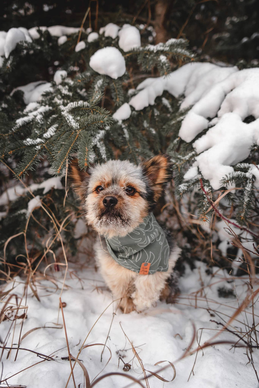 Monstera  | Dog Bandana: Various Sizes