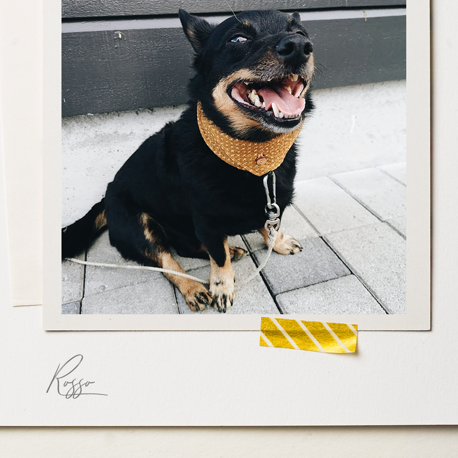 Japanese Cotton Seersucker Dog Bandana