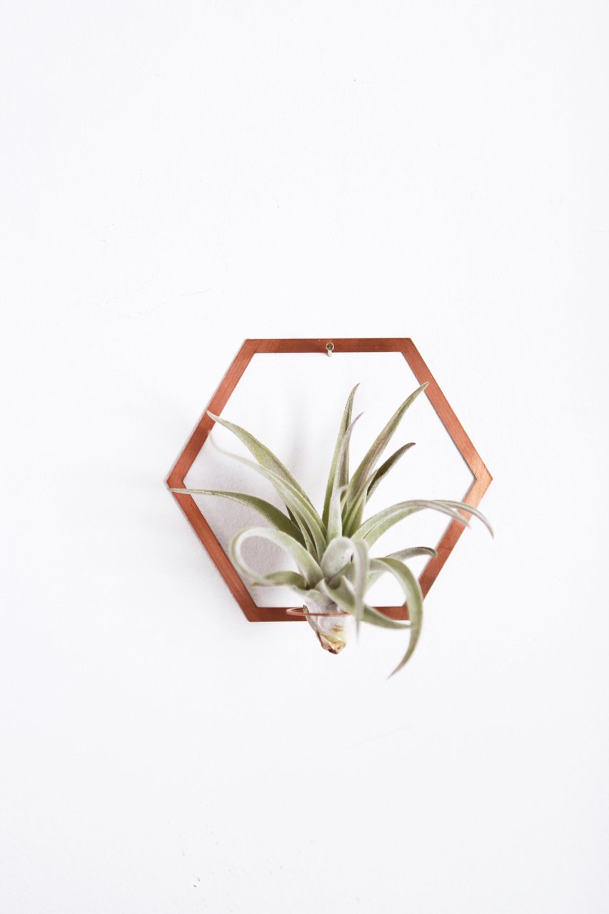 Hexagon Frame Air Plant Hanger/Wall Holder