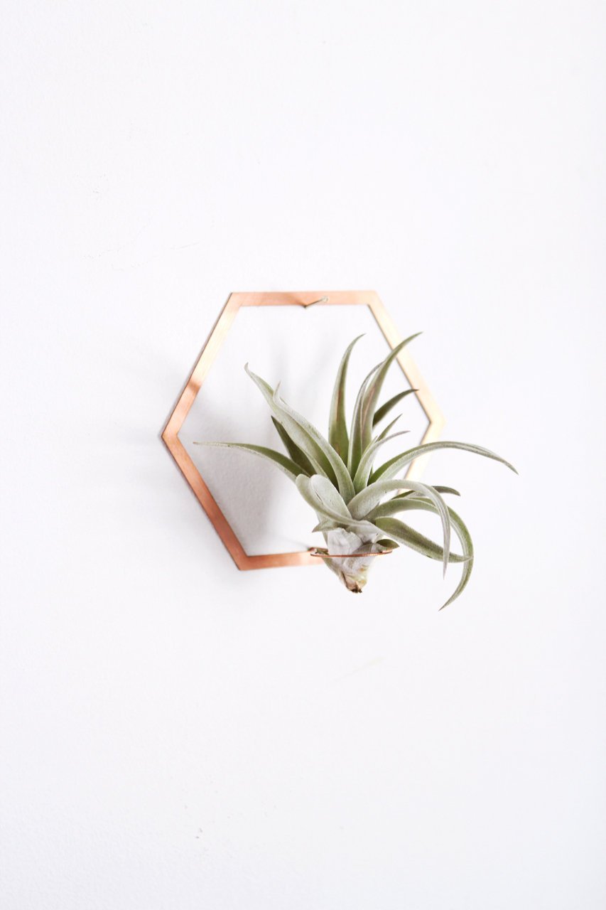 Hexagon Frame Air Plant Hanger/Wall Holder