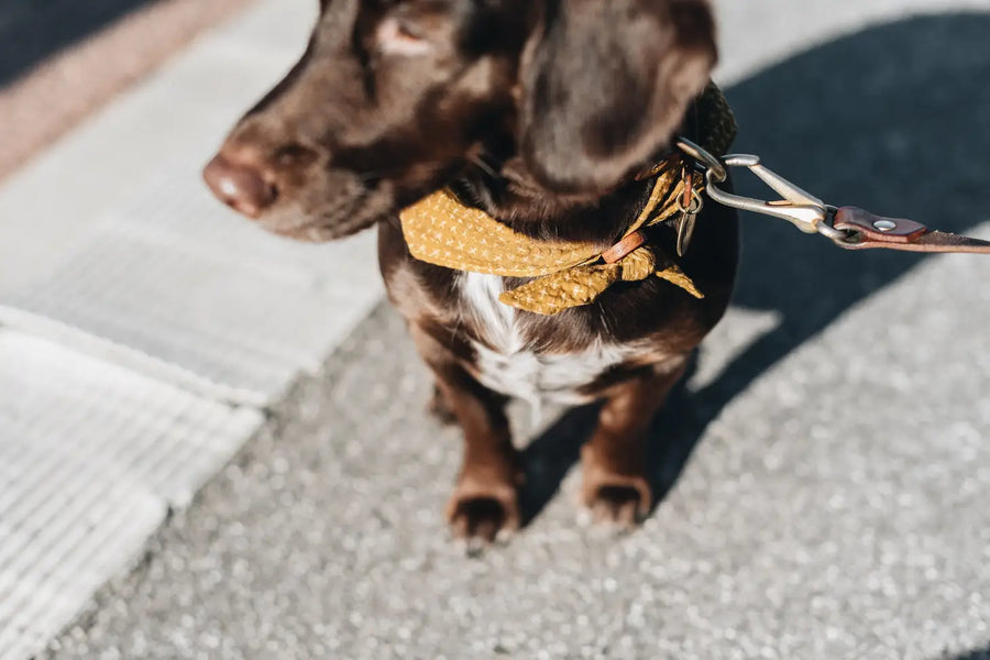 Japanese Cotton Seersucker Dog Bandana