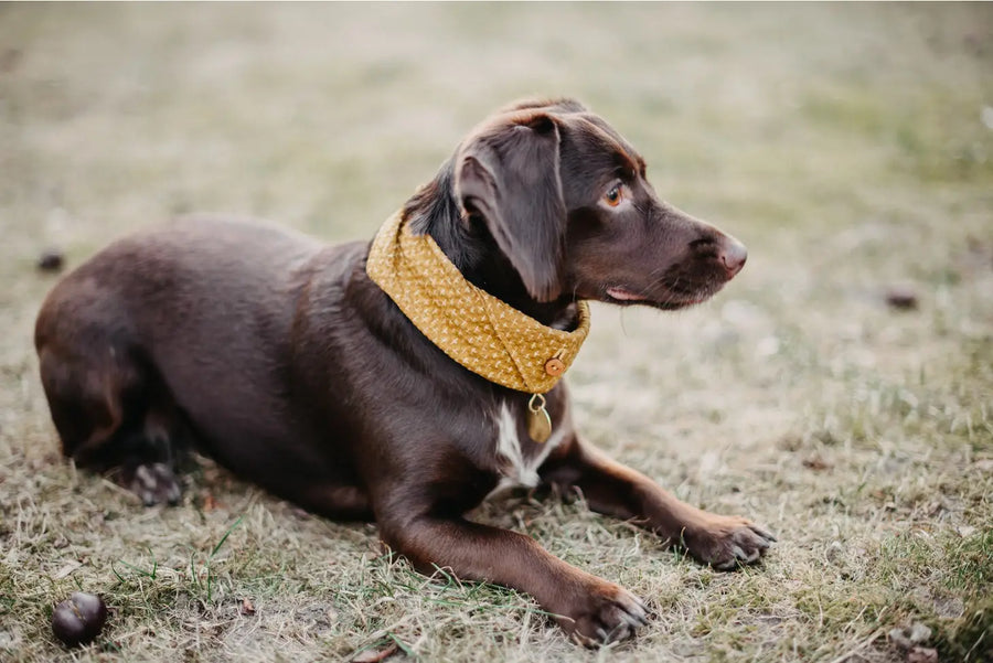 Japanese Cotton Seersucker Dog Bandana