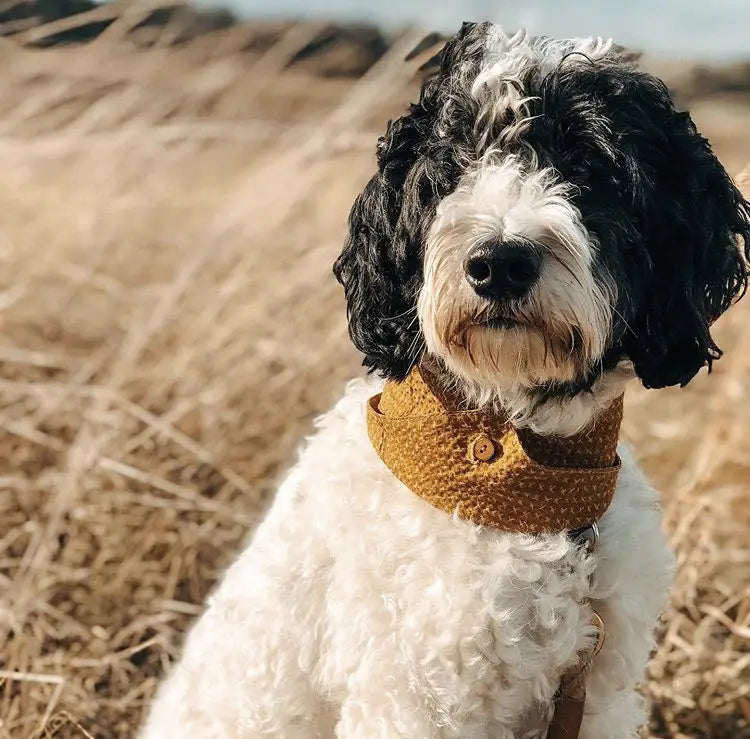 Japanese Cotton Seersucker Dog Bandana