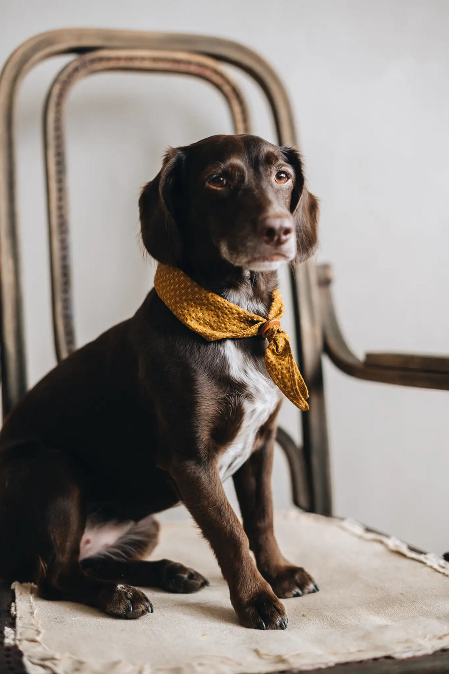 Japanese Cotton Seersucker Dog Bandana